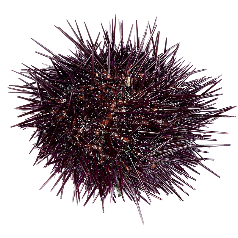 ERIÇÓ DE MAR (8-12 p/kg)