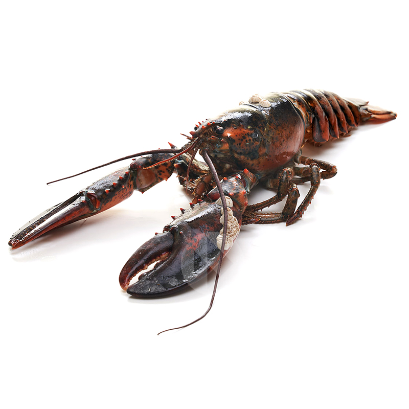 LLÀMANTOL QUARTER 550-650 GR/UNITAT