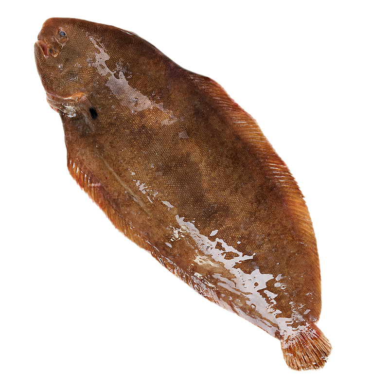 Llenguado de viver filets