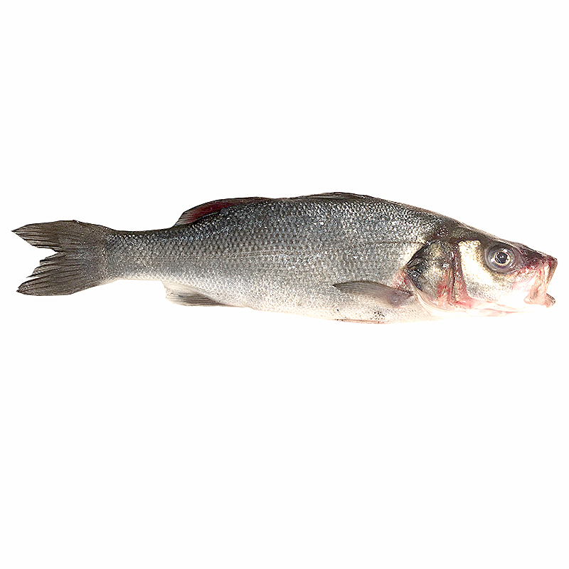 LUBINA DE VIVERO (1,5-2 kg pieza)