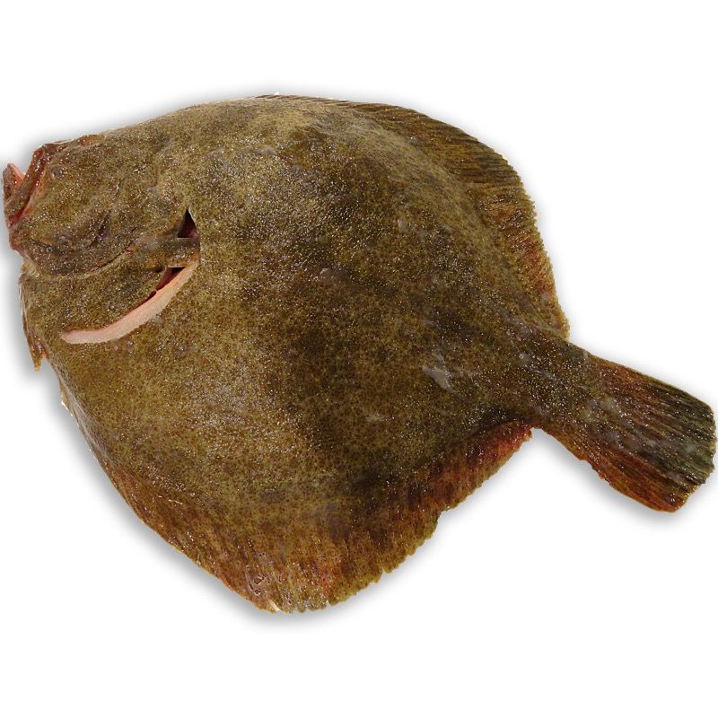 TURBOT SALVATGE (3-4  kg peça)