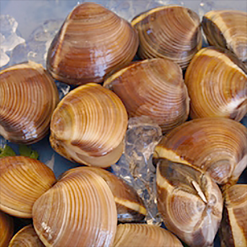 Cloïssa marró