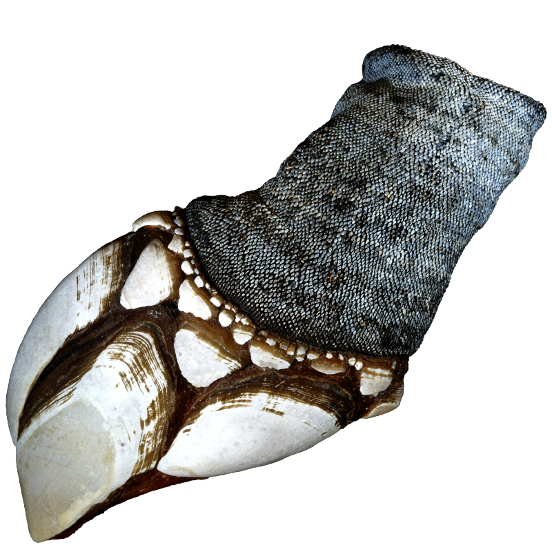 PERCEBES MITJANS 120-150 p/kg APROX.