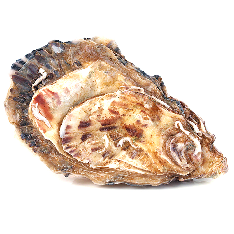 OSTRON DEL DELTA Caja ( 6 piezas) 
