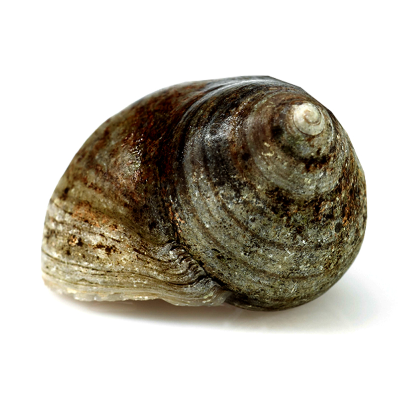 BÍGARO NEGRO (120-180p/kg) aprox. 2D