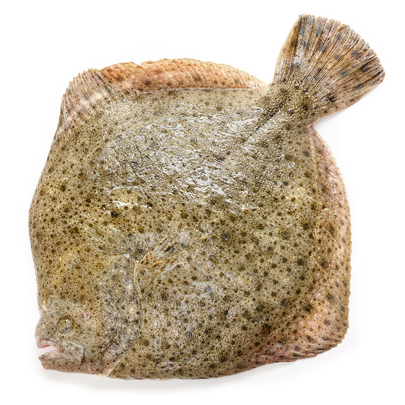 RODABALLO VIVERO (1,5-2 kg pieza)