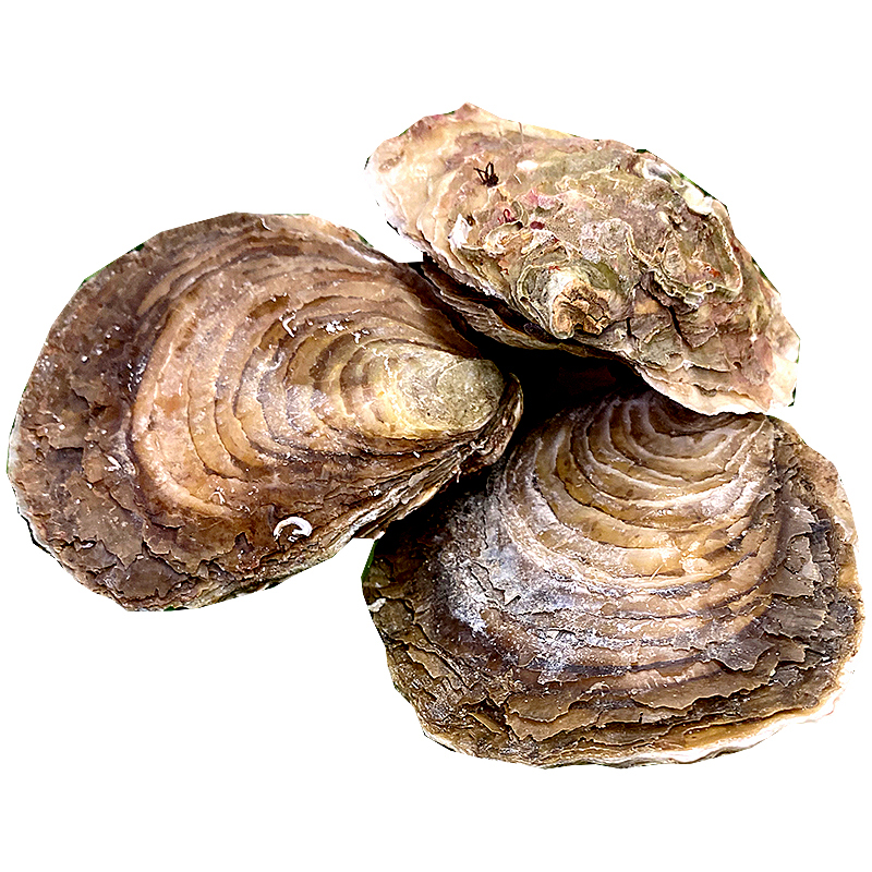 OSTRA FLOR MITJANA 12un (6-7 cm)