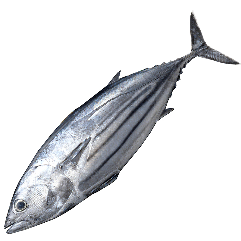 BONÍTOL DE COSTA /  NORD 1-3 KG/UN 