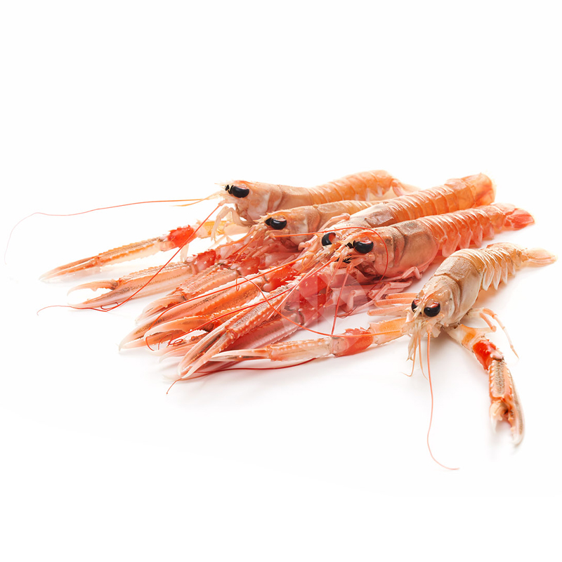 ESCAMARLÀ PETIT VIU 31/40 un