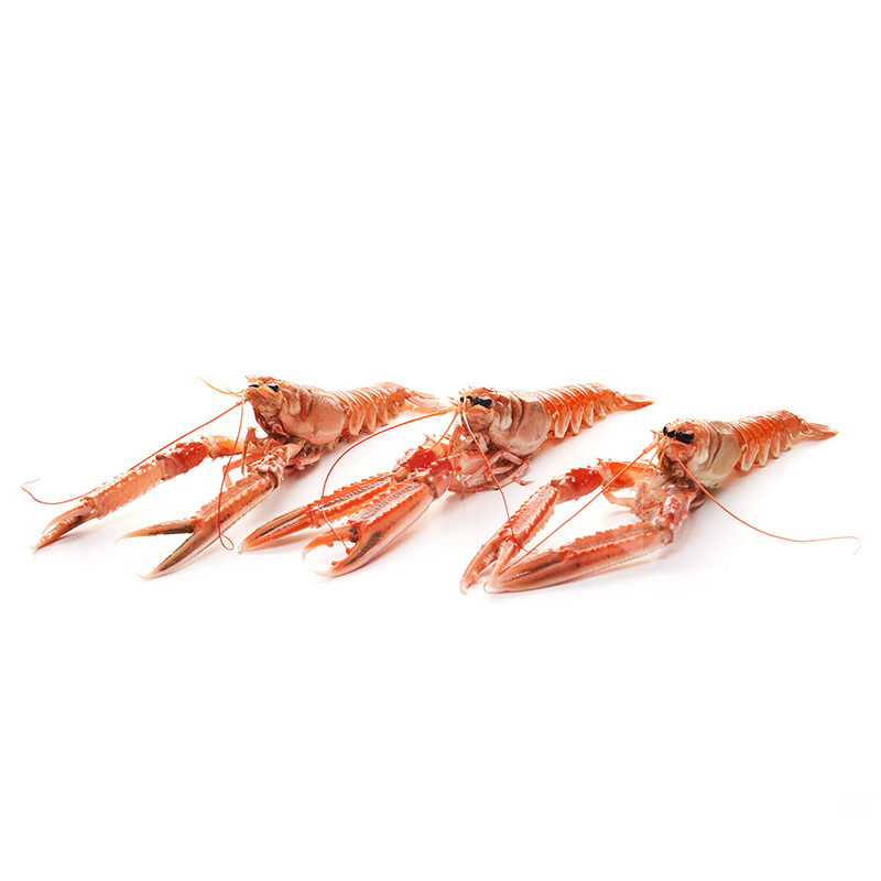 ESCAMARLÀ MITJÀ VIU 20-30 un