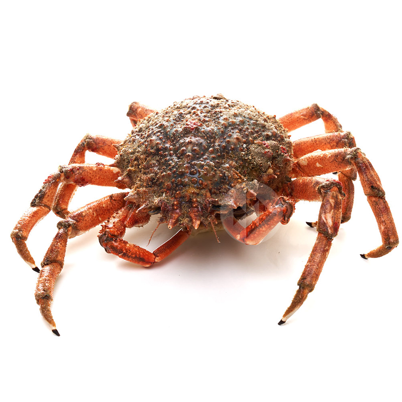 CENTOLLA 400-600 gr/un