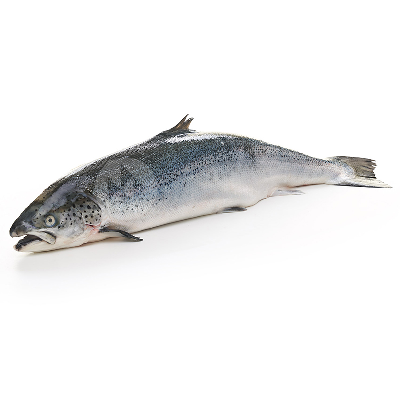 SALMÓ GRAN 7-9  Kg/u SENCER
