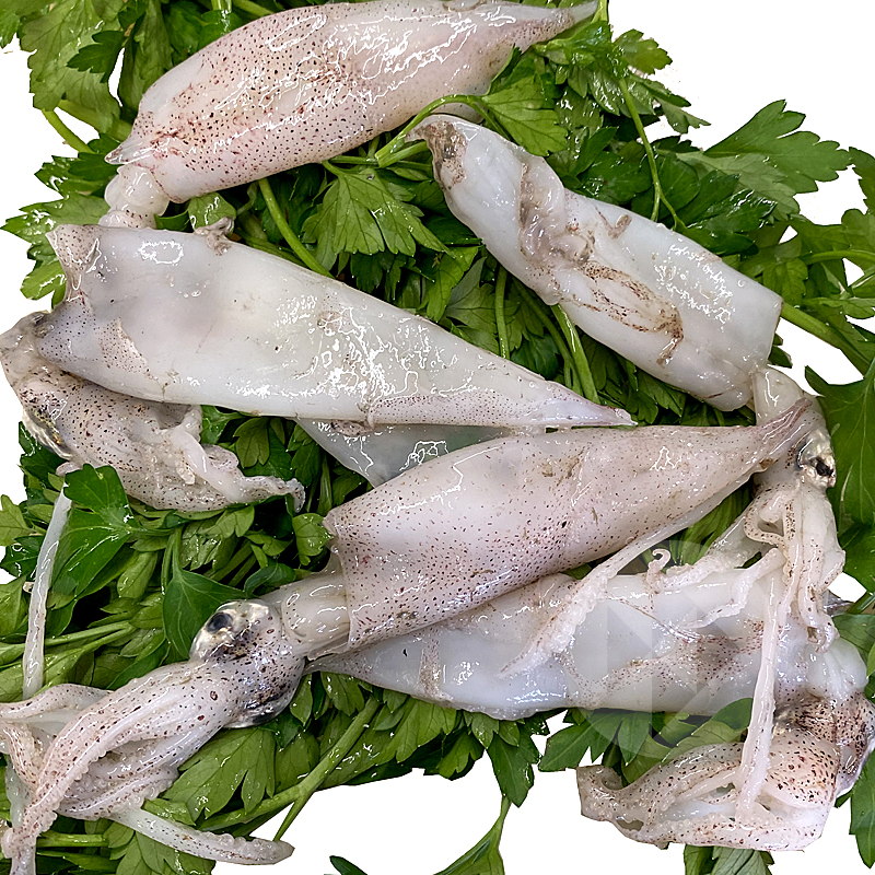 CALAMAR CHIPIRÓN MEDITERRÁNEO  90-120 p/kg Aprox.