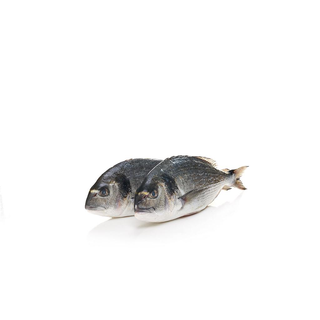 ORADA DE VIVER (200-300gr peça) 19-23 peces 6kg/ca