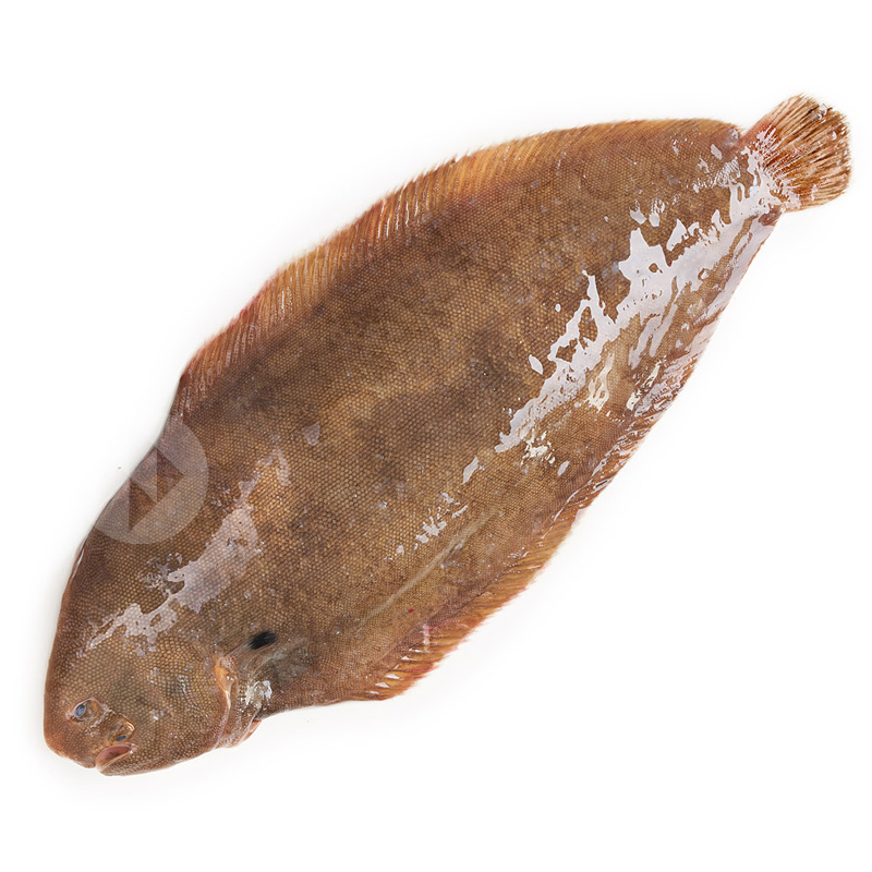 LLENGUADO MITJÀ OC. ATLÀNTIC (200-300g) 4kg/ca