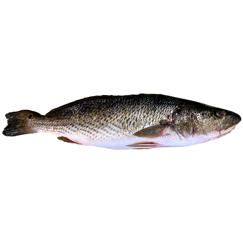 CORBALL DE VIVER DEL MEDITERRANI (4-6 kg peça)