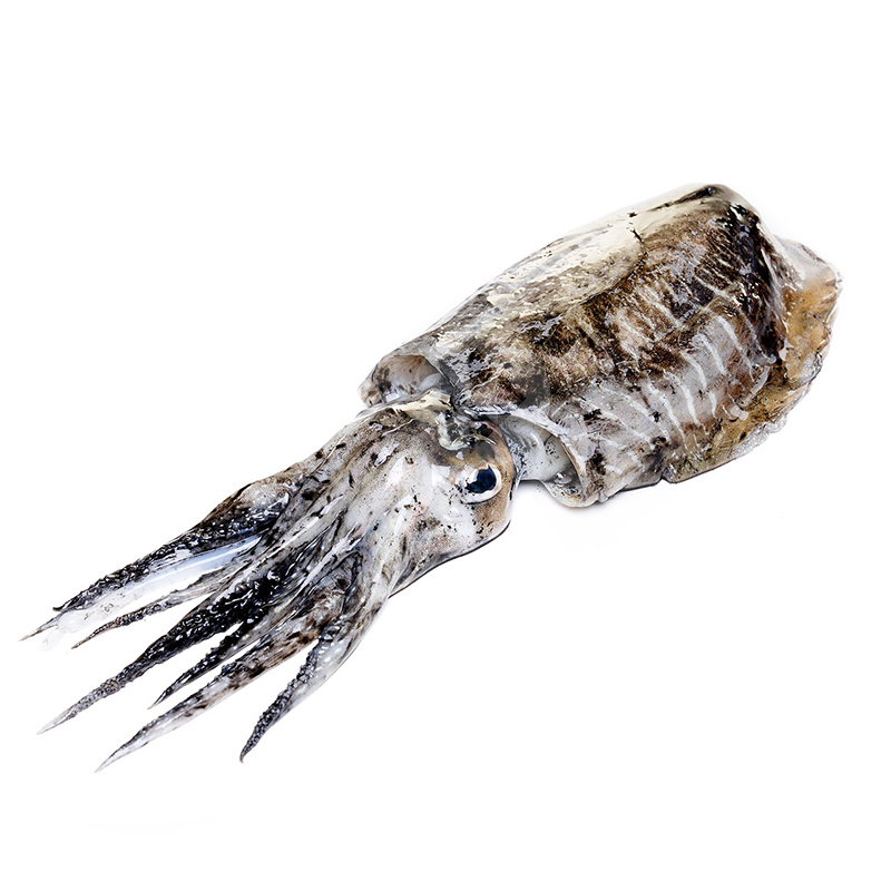 SÍPIA DE COSTA (300-500 g/un) 4kg/ca