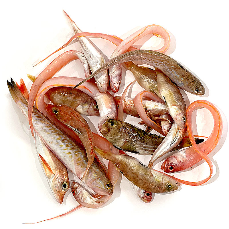 MORRALLA SOPA DEL MEDITERRANEO pesc.peq.(6/7kg/ca)Aprox