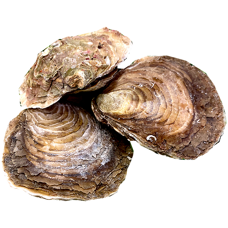 OSTRA ESPECIAL GRAN 12 un (7-9 cm)