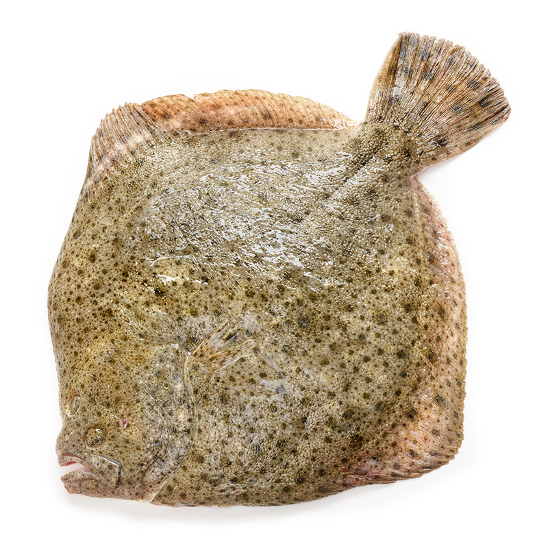 TURBOT DE VIVER (3-4 kg peça)