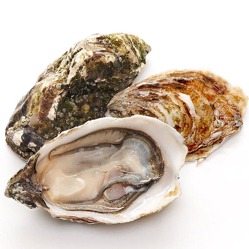 OSTRA SUPER ESPECIAL 25un/ca (8-10cm)