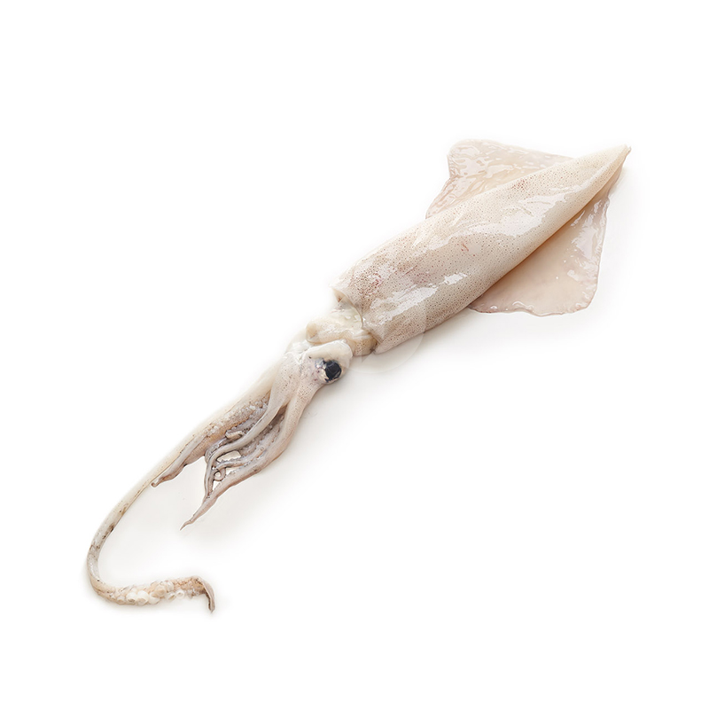 CALAMAR FRESCO GRANDE (0,8-1 kg pieza)