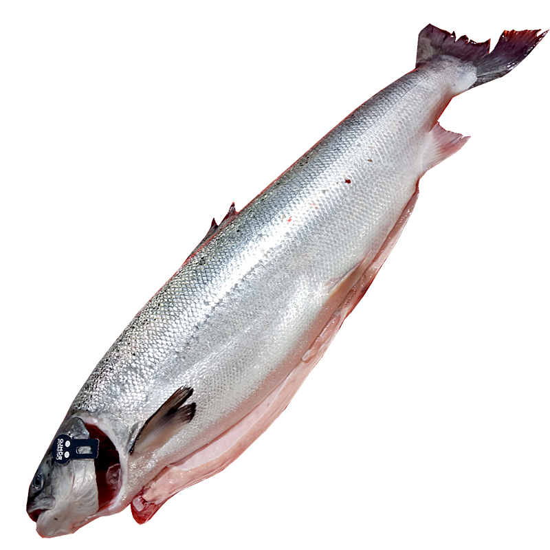 SALMÓ SENCER 5-6 kg peça ESPECIAL SELECCIÓ