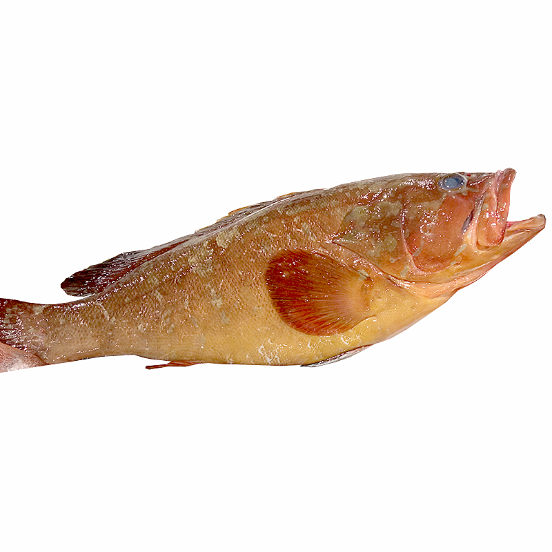 MERO SENCER (1-3 kg peça)