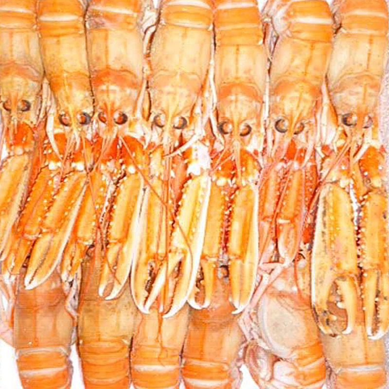 Cigala Escocia N1 11/15u.(1'250kg net)
