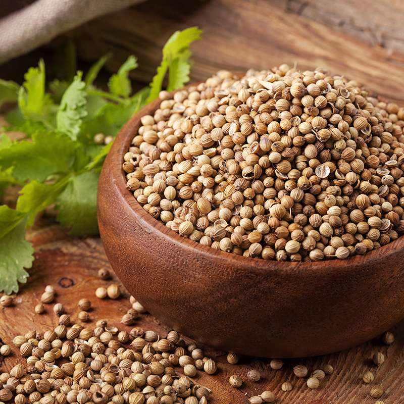 Cilantro (Coriandro) en grano