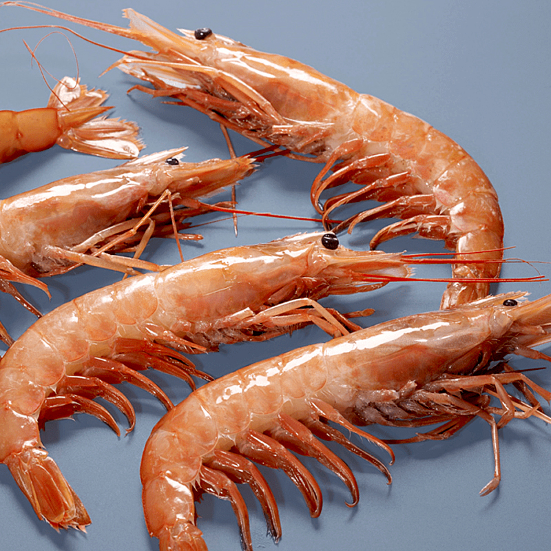 Gamba argentina (T) N3 