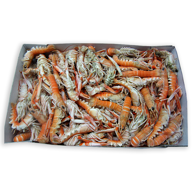 Cigala paella grillo (60+)0%
