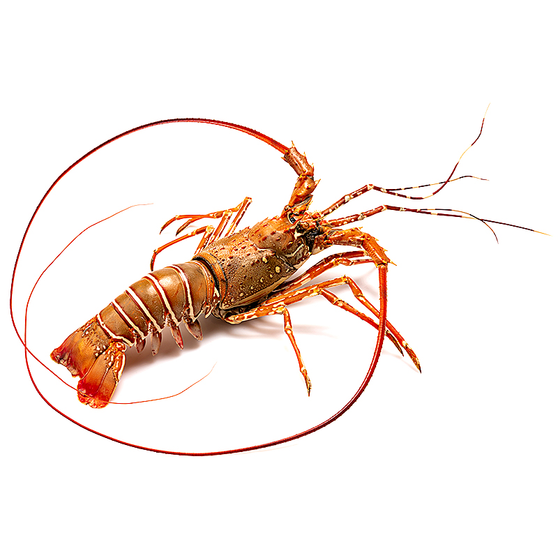 LANGOSTA ROSADA 200 A 400 g/ud. 