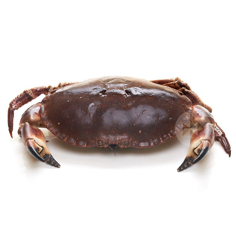 BUEY DE MAR 500-700 gr/un