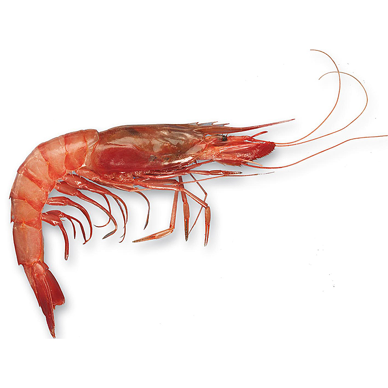 Gamba alistada Angola 