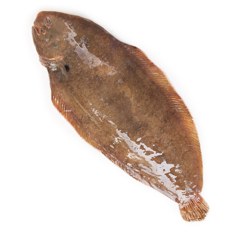 LLENGUADO DE VIVER (300-400 g peça)