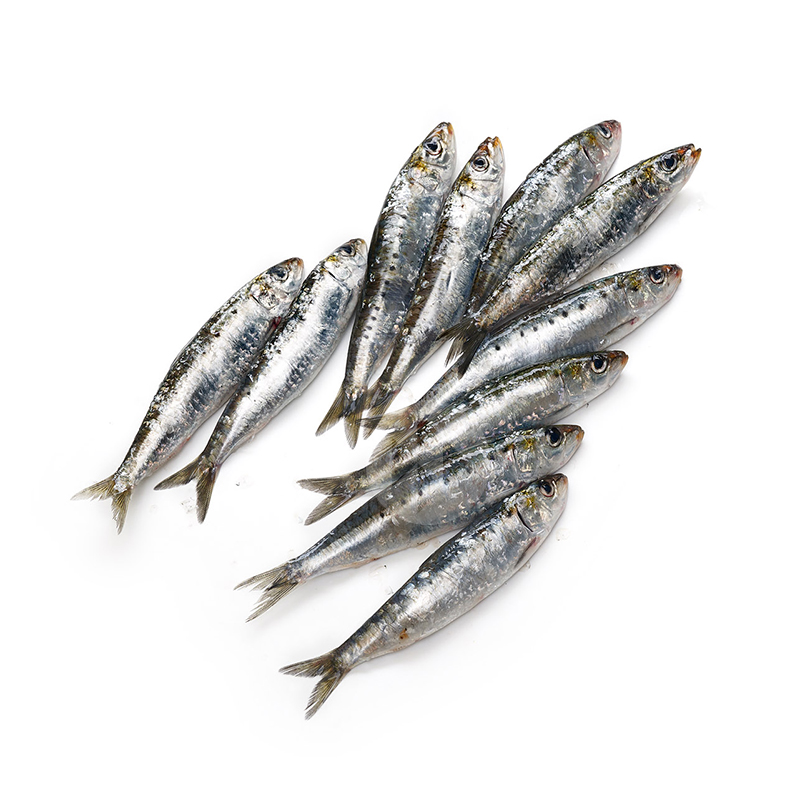 Sardina pequeña
