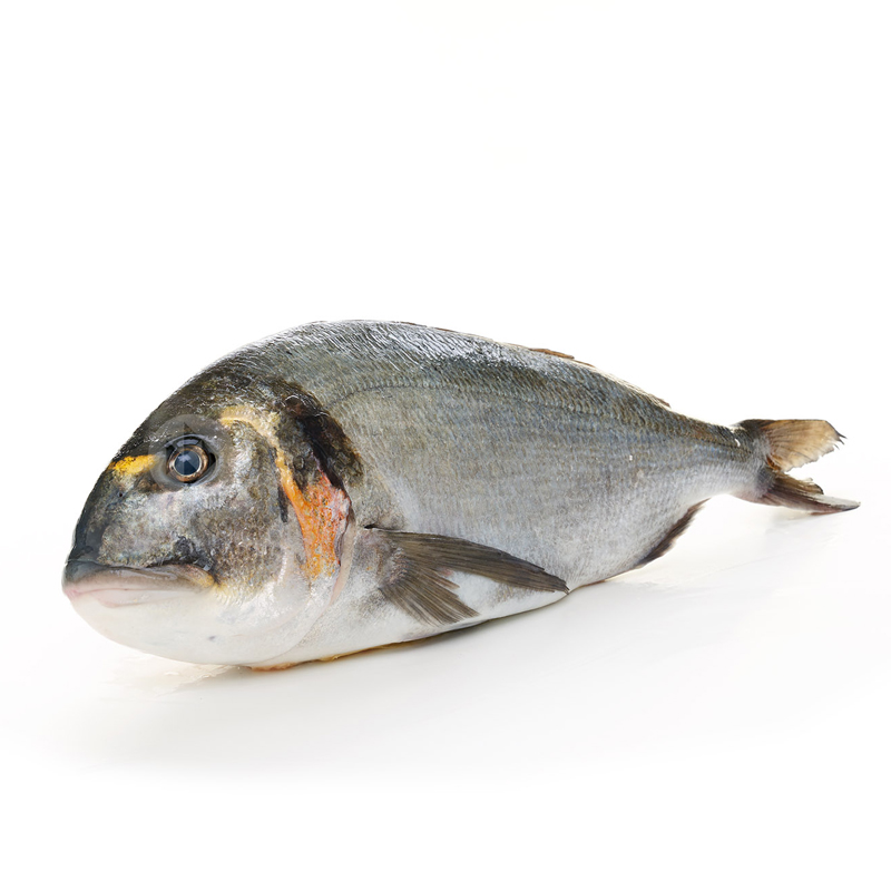 Dorada salvaje
