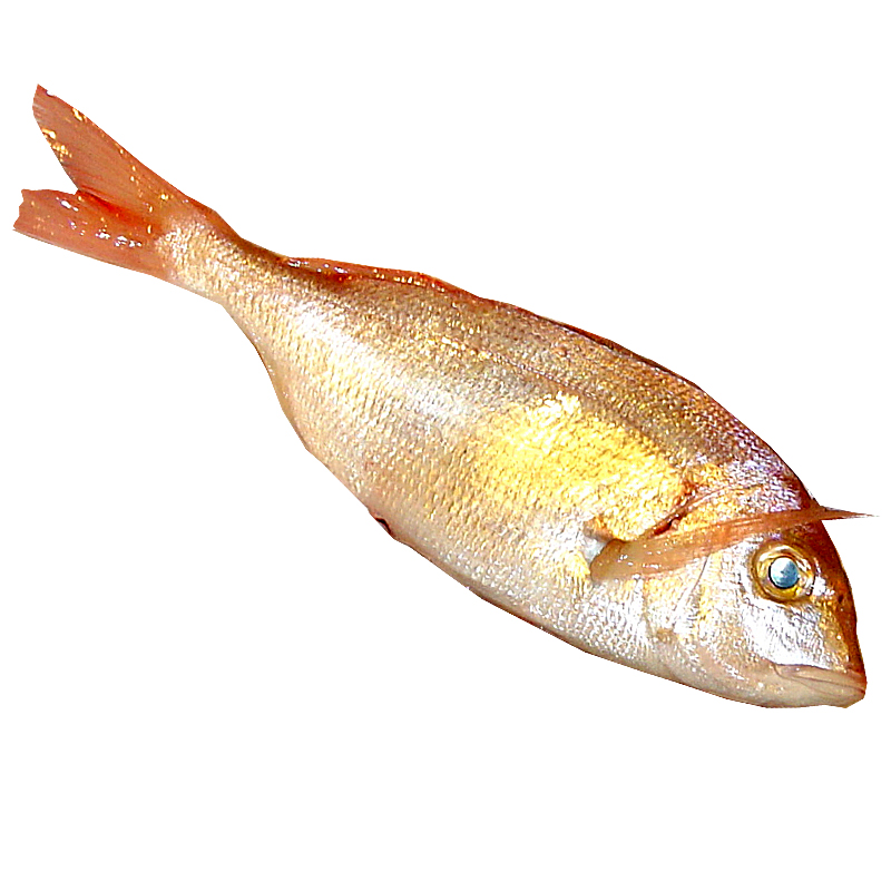 PAGEL DEL MEDITERRÁNEO 200-500 PZ/KG