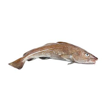 BACALAO ENTERO 1-2 KG (5kg/ca)