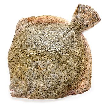 TURBOT VIVER  400-600g. (3KG/CA) Aprox