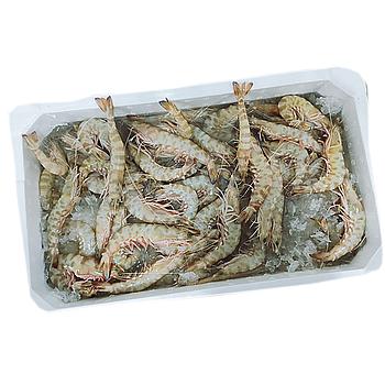 ESCAMARLÀ FRESC DEL MEDITERRÀNI/ADRIÌTIC 30/50 Pç