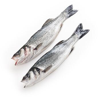 LUBINA VIVERO 300-400g. 15-18 UND/CAJA 6 KG A FILETES