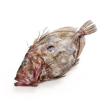 GALL DE SANT PERE 1-2 Kg/pz 