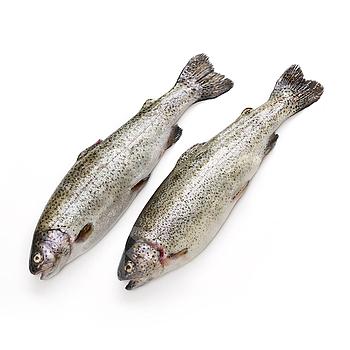 TRUITA ASSALMONADA 7-9 u/ca .c/3Kg.