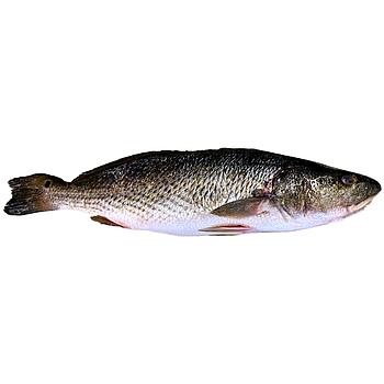 CORVINA DEL MEDITERRÁNEO, DE VIVERO (4-6 kg pieza)