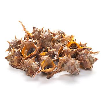 CARGOL DEL MEDITERRANI (CAÑAILLA DE COSTA) 60-80p/Kg Caixa 2 kg.