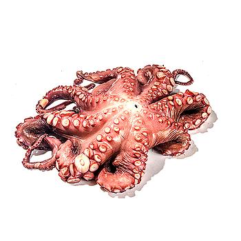 PULPO COCIDO ENTERO 1,5-2 Kg un