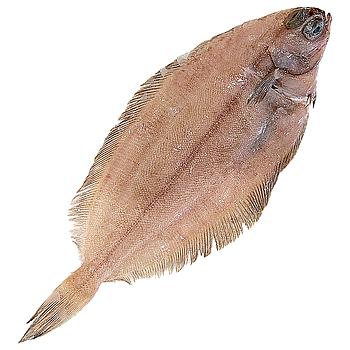 LLENGUADINA GRAN (200-400 g peça)